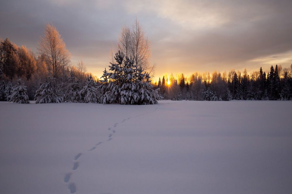 Следы невиданных зверей.