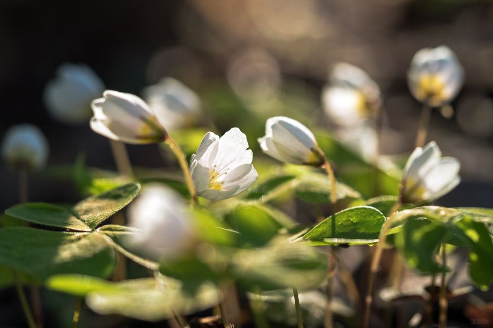 Photograph by Анастасия Коротеева