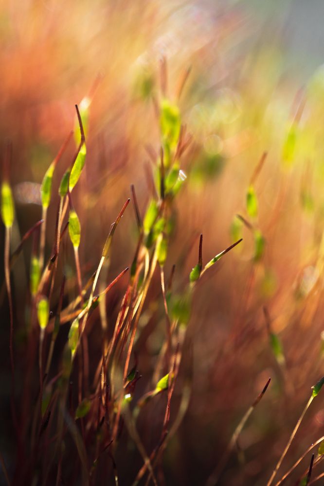 Photograph by Анастасия Коротеева