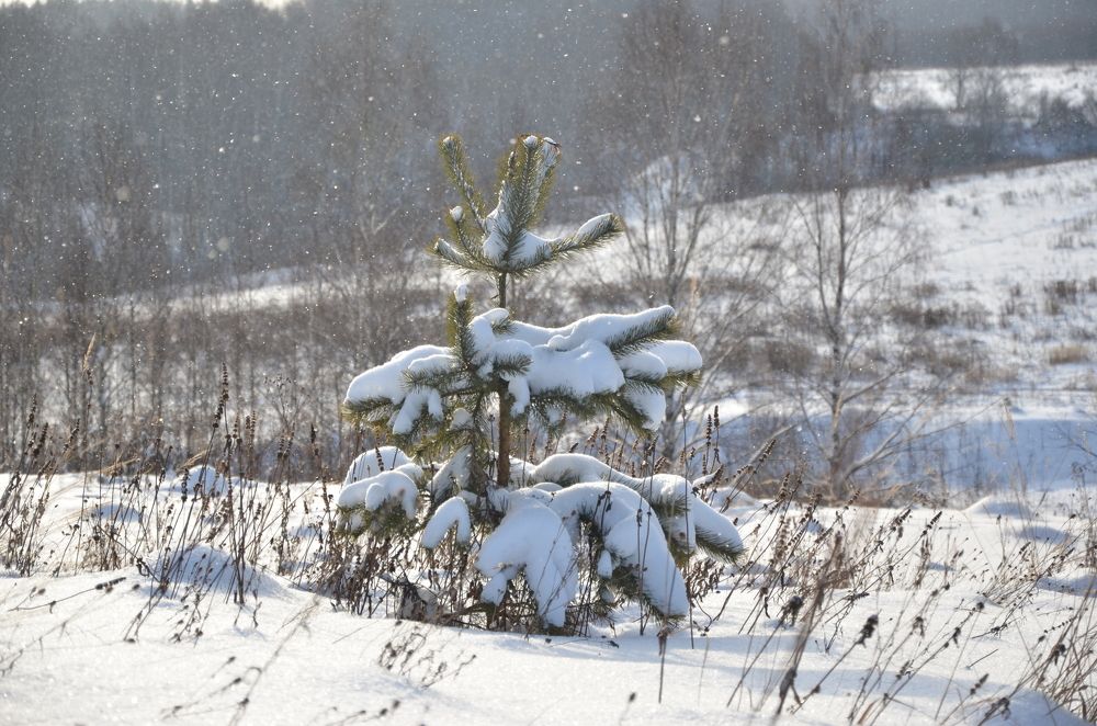 Photograph by Ольга