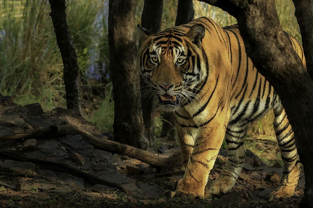 Portrait of the Royal Bengal Tiger