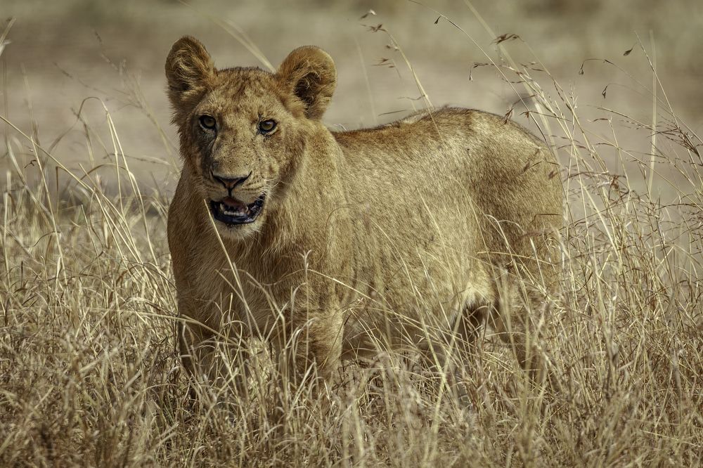 Photograph by Soumen Ghosh