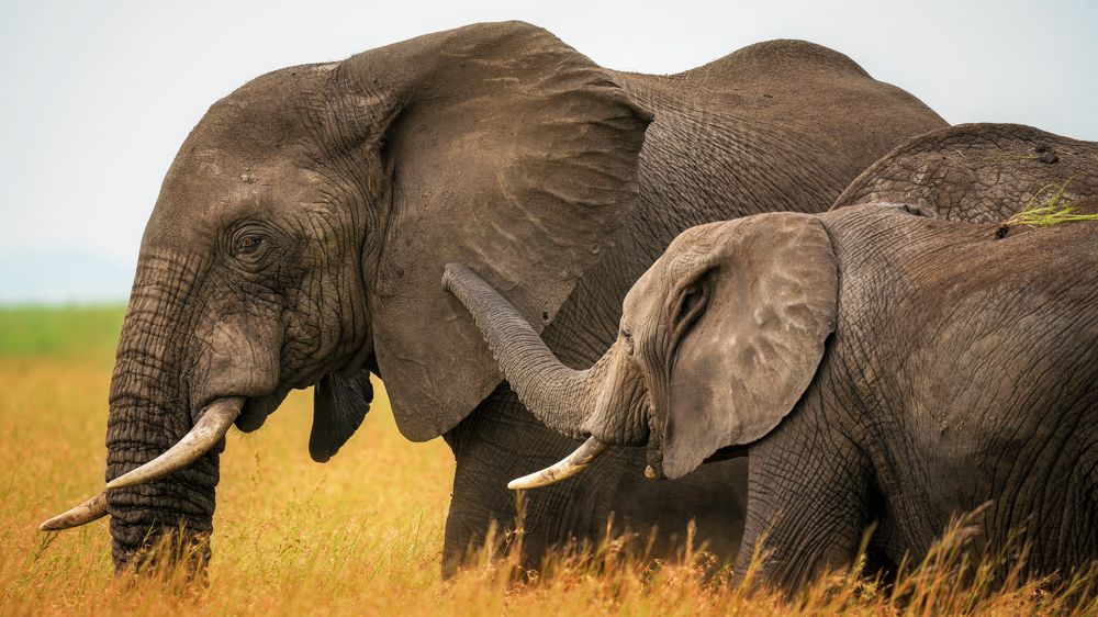 Photograph by Artem Khazov