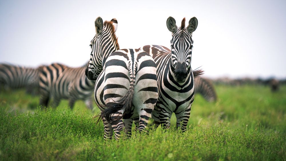 Photograph by Artem Khazov