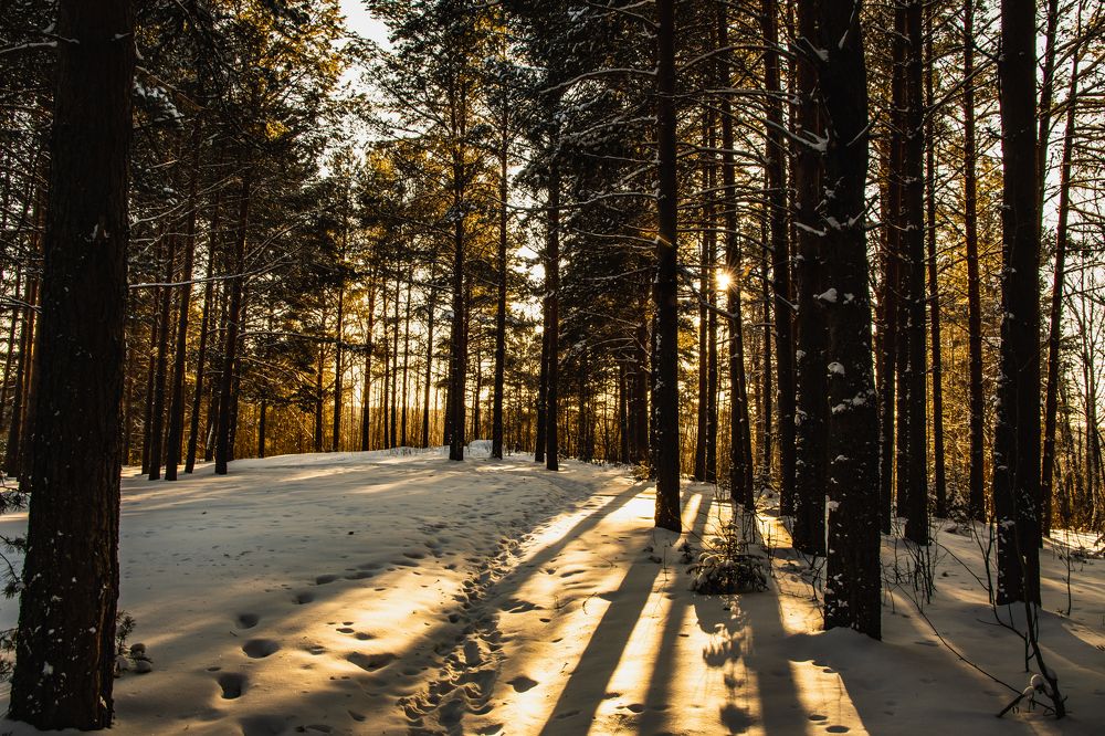 Лучи солнца сквозь зимний лес.