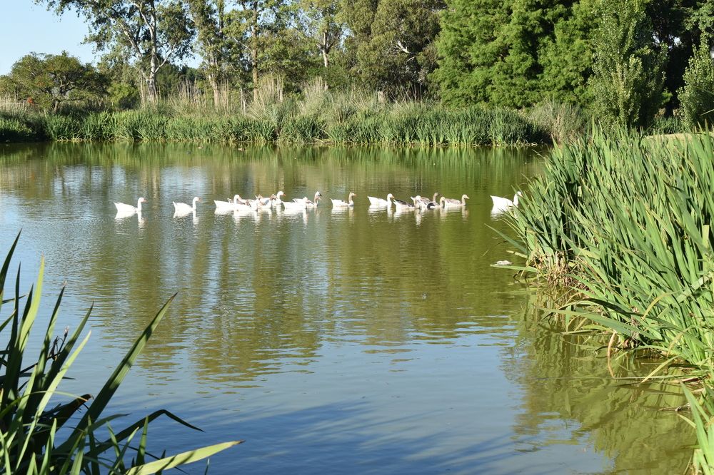 Un dia de campo - A field day