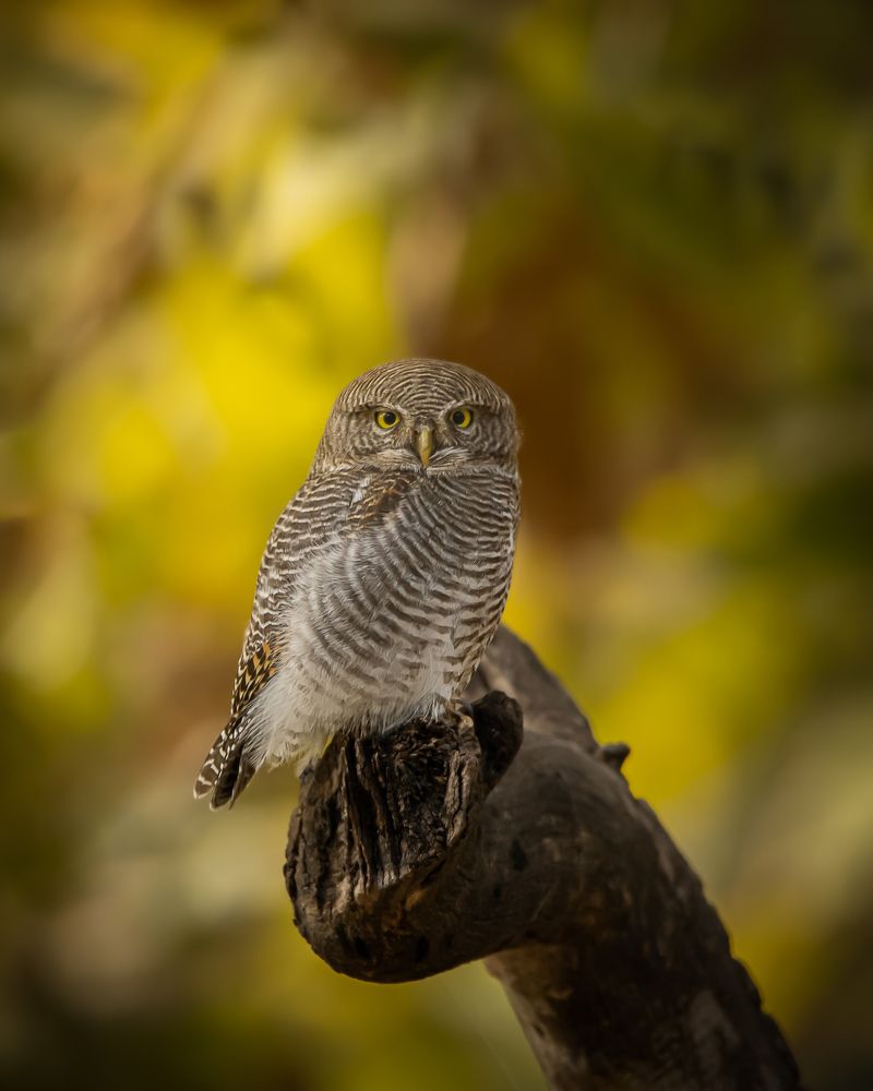 Photograph by Samarth Shrivastav