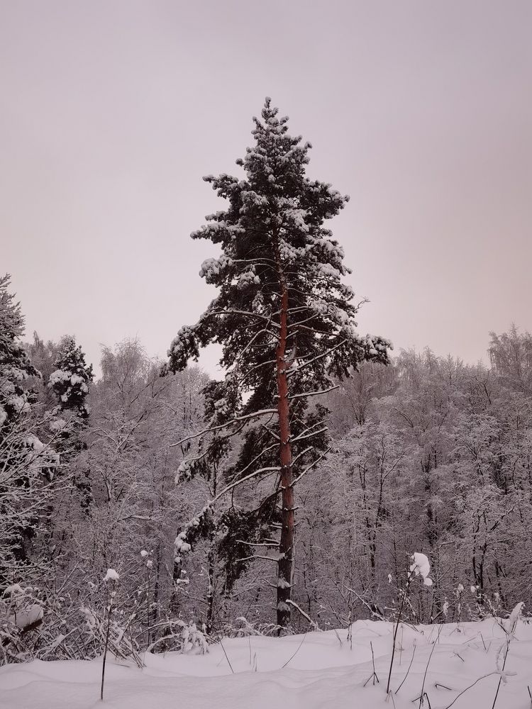 Photograph by Ольга