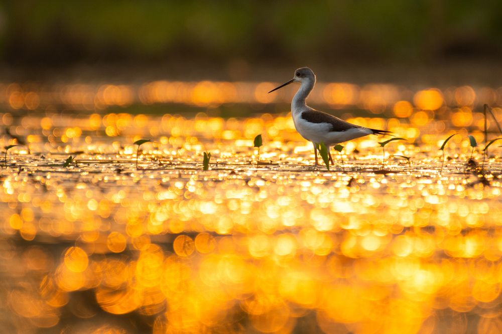 Photograph by SARADINDU ADHIKARY