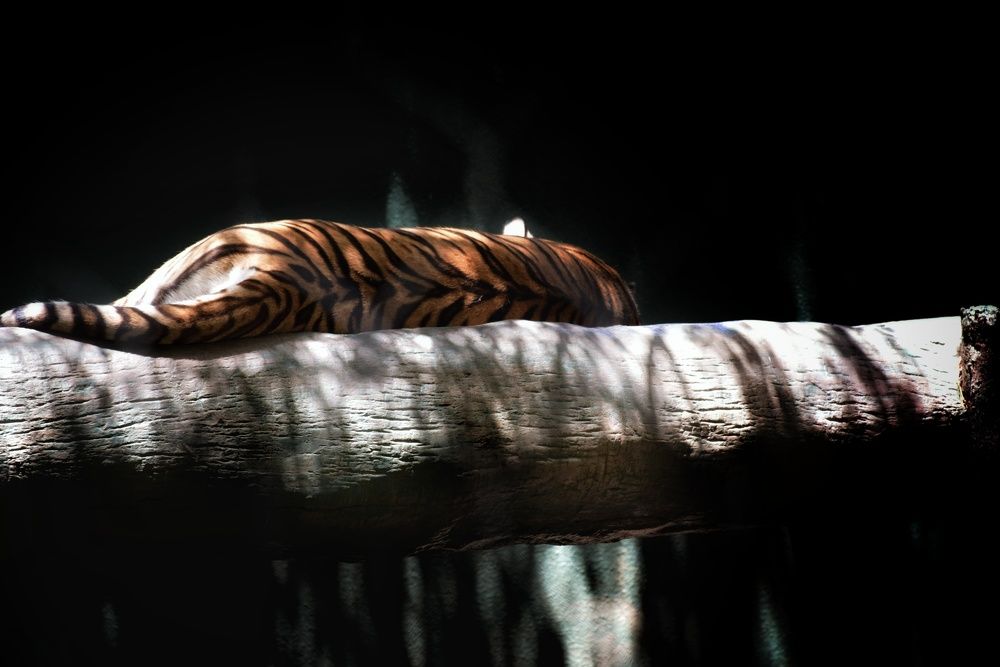 Photograph by Arindam Banerjee