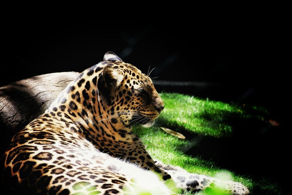 Photograph by Arindam Banerjee