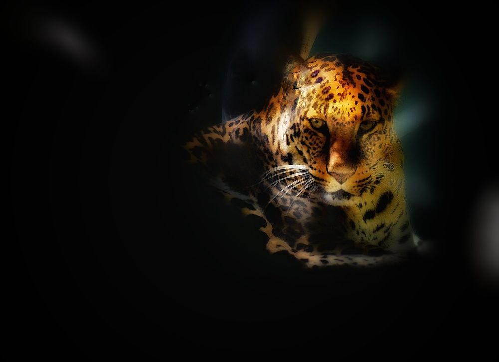 Photograph by Arindam Banerjee