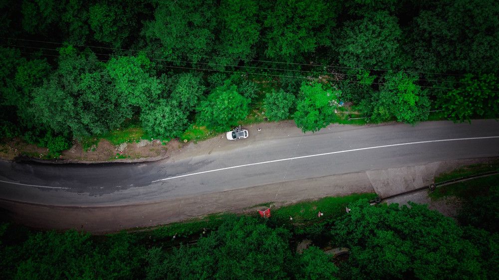 Road through the forest