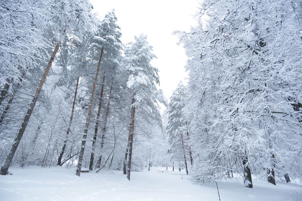 Фотография автора Татьяна Бетина