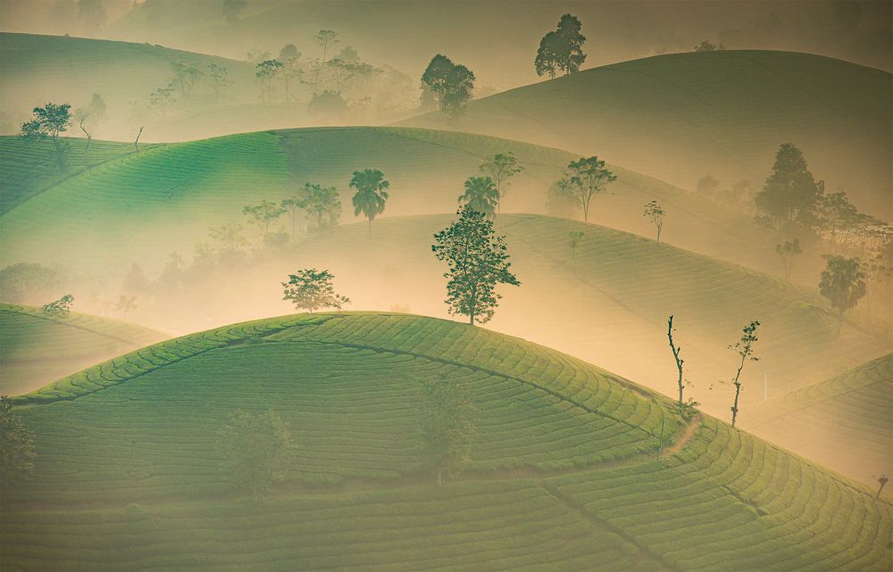 Photograph by Đào Cảnh