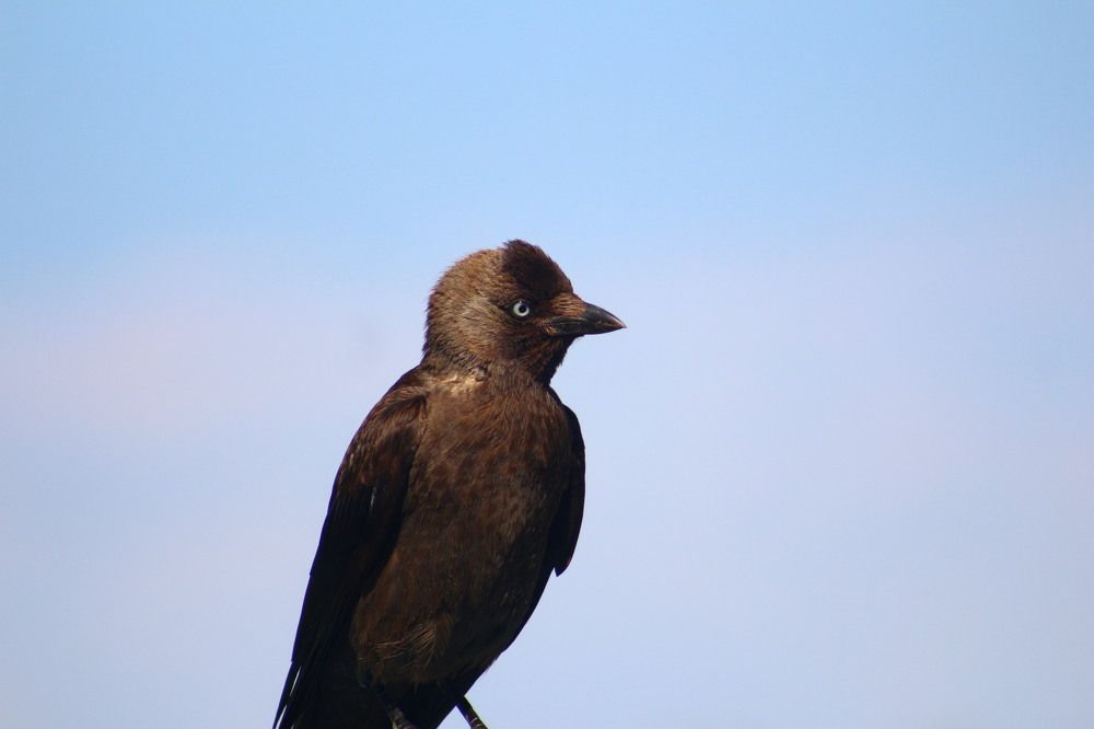 Photograph by Musa Abdulehed ER