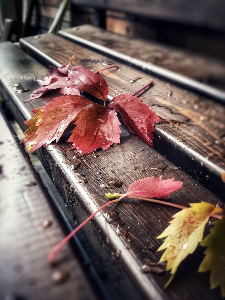 Photograph by Светлана Дмитриева