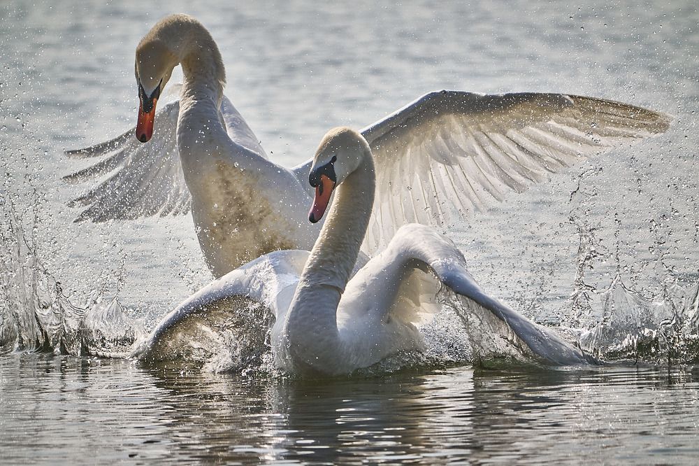 Who is the Most Beautiful Animal in the Land?