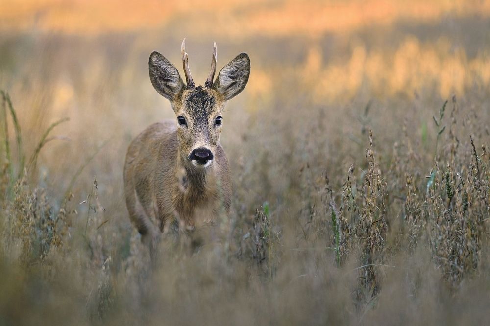 roe deer rut