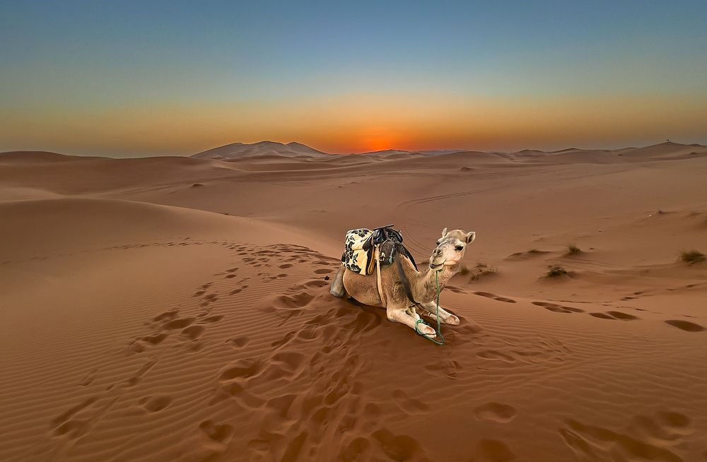 The Lonely Camel