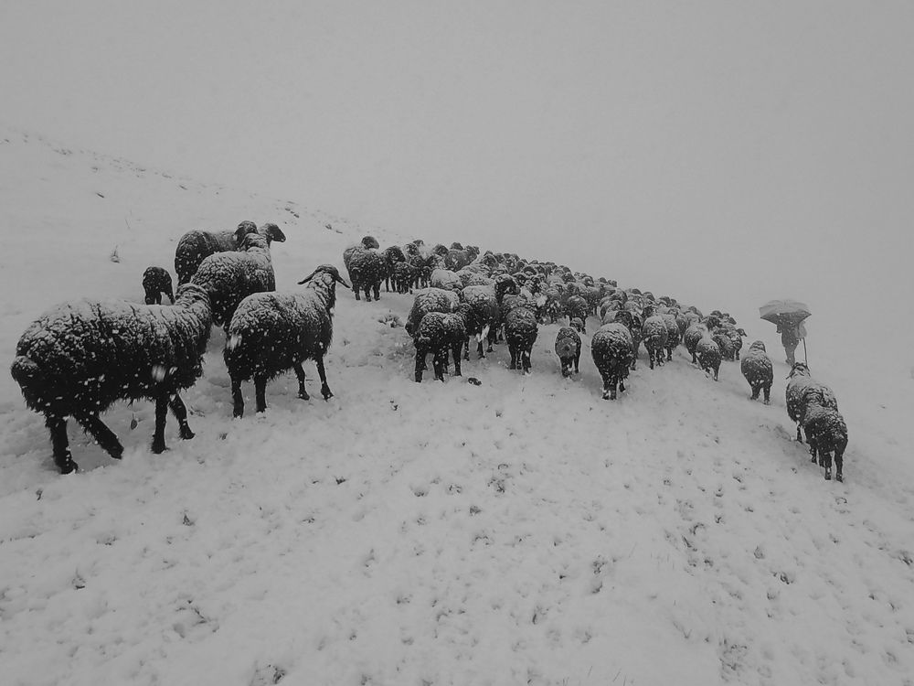 Фотография автора Alipour mohammad