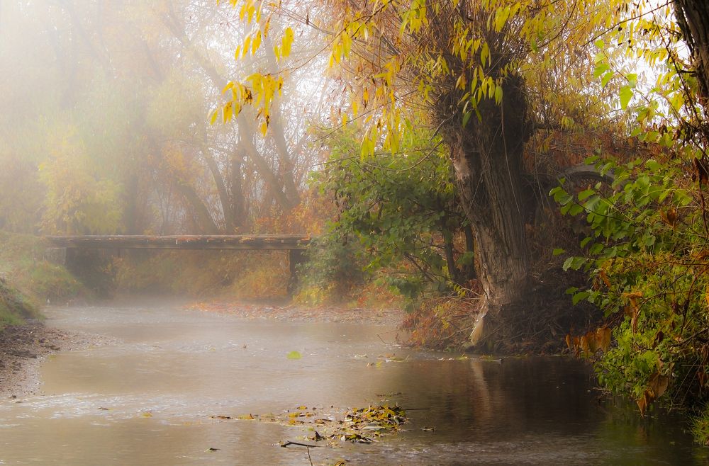 Morning fog on the Racu stream