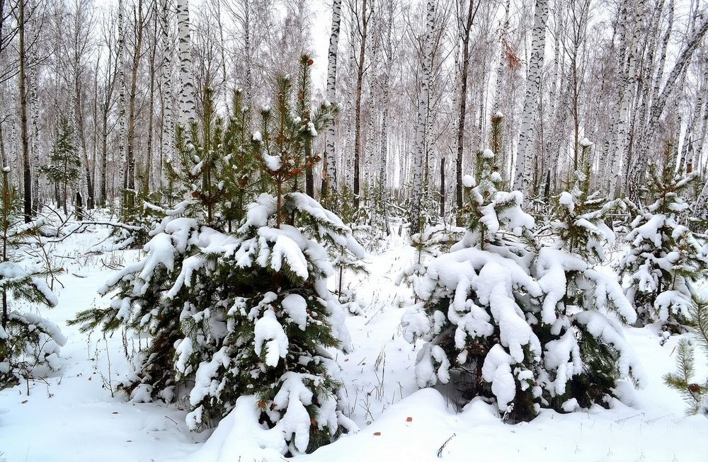 Photograph by Михаил Курзанцев