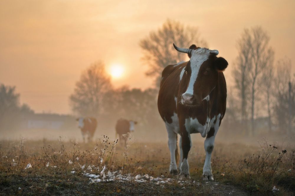 Photograph by Инна Буглак