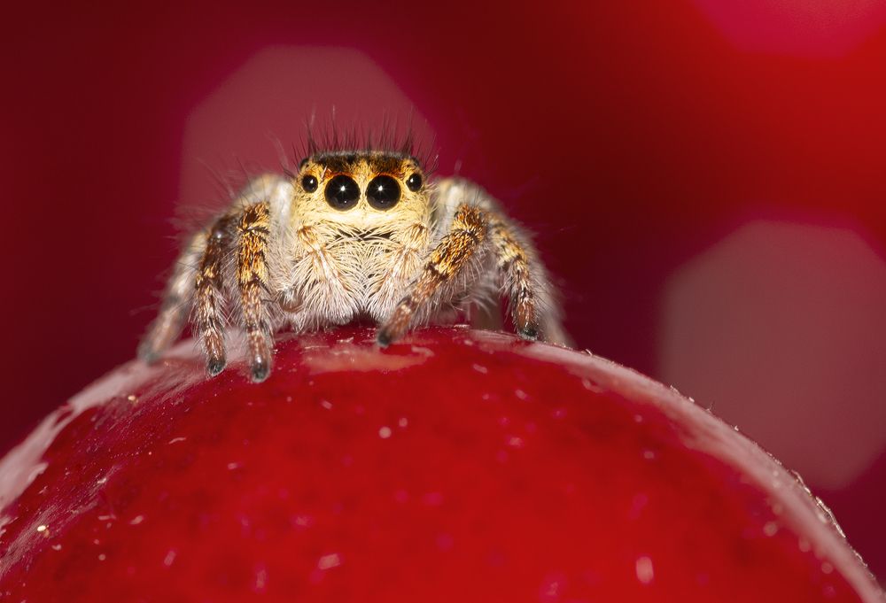 Photograph by M.Mestanov