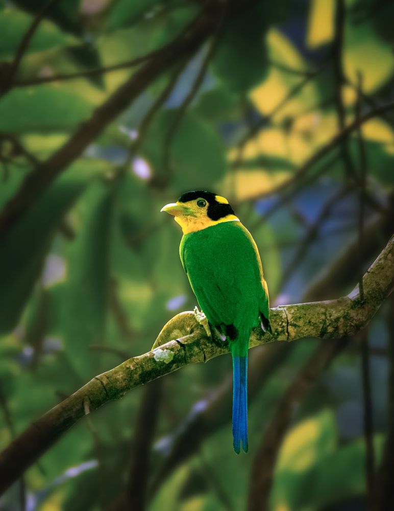 Indian Brodbill
