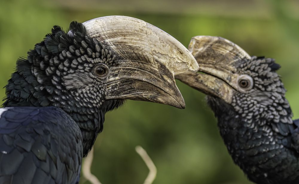 Photograph by René Richard Verona