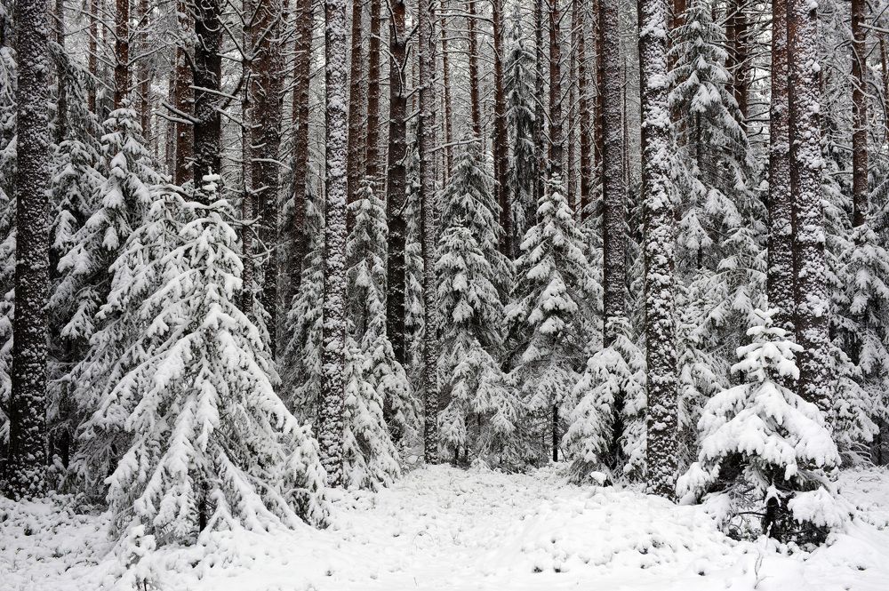 Photograph by Григорий Пиль