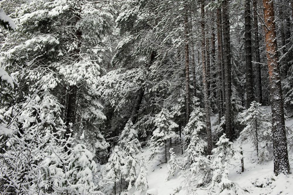 Photograph by Григорий Пиль