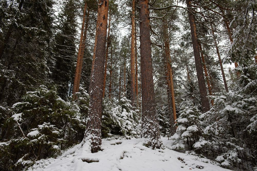 Photograph by Григорий Пиль