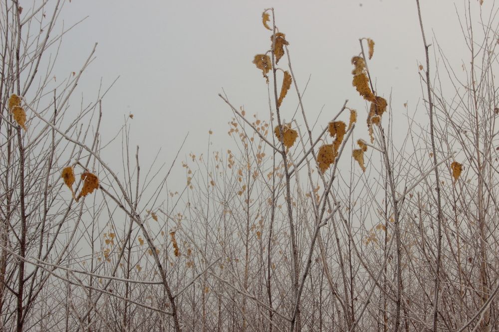 Photograph by Ольга Степанова