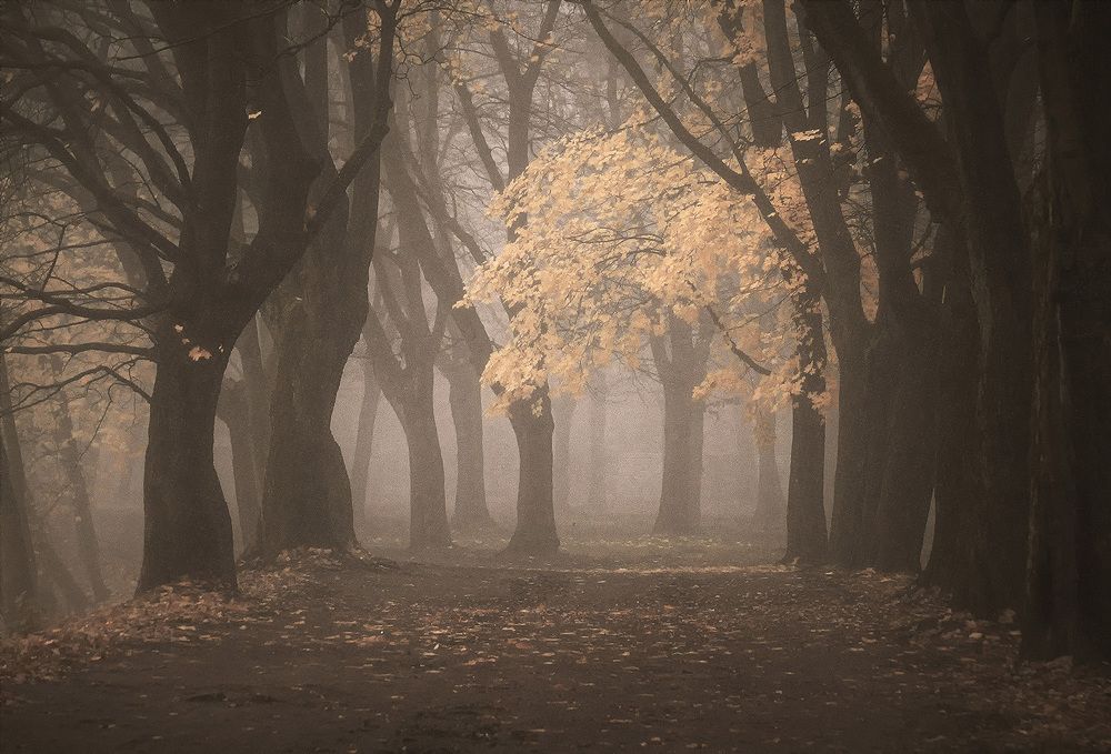 Photograph by Елена Маковецкая