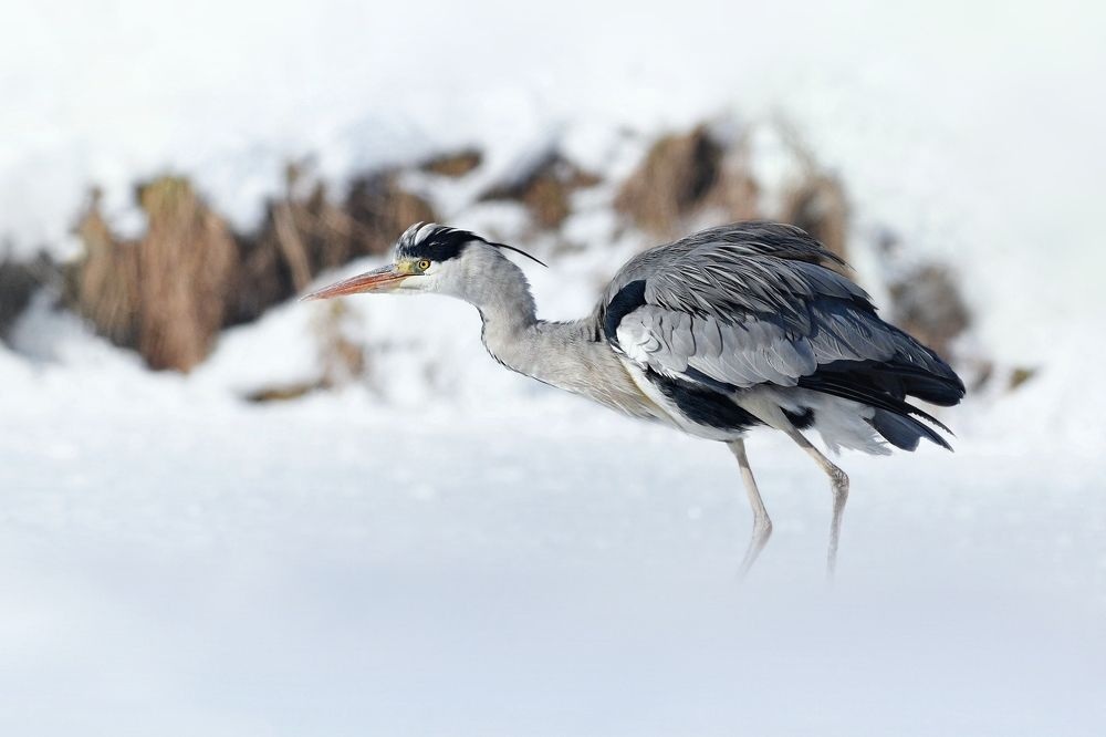 Heron in winter
