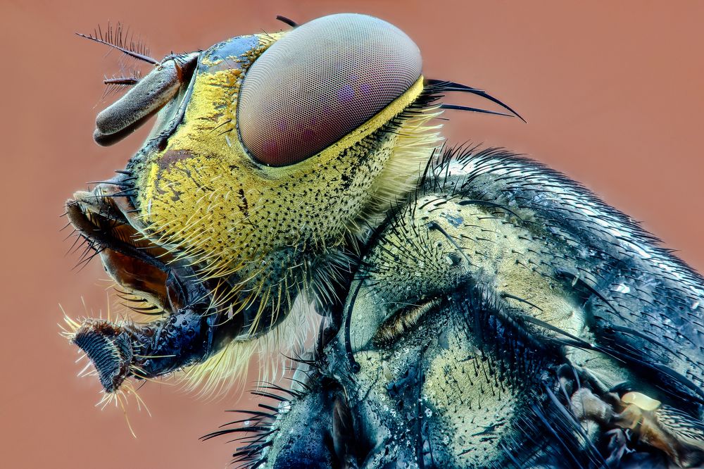 Photograph by Rui Santos