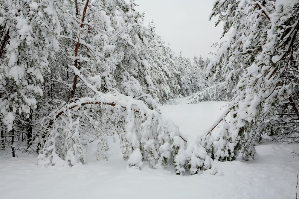 Фотография автора Николай Семенец