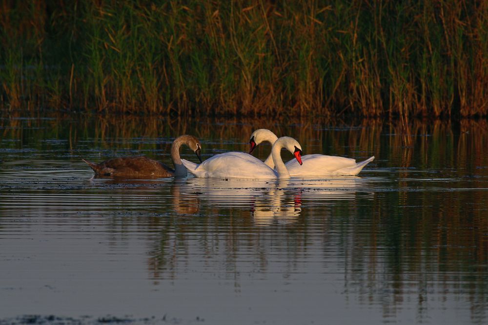 Photograph by Алик Хасанов
