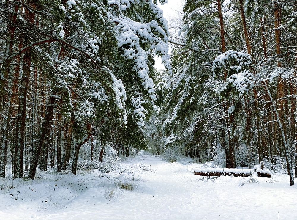 Photograph by Елена Гарибян