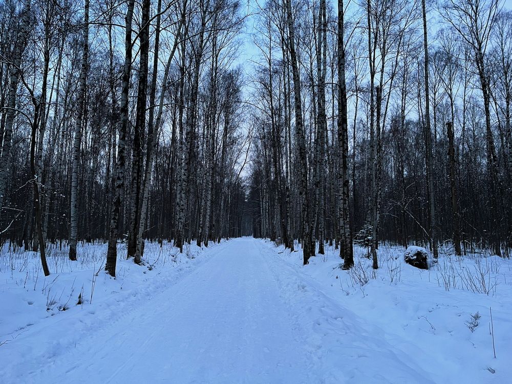 Дорожка в Удельном..берёзовая роща...СПб...!)