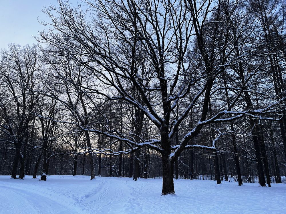 А дубы-колдуны...Удельный...СПб...!)