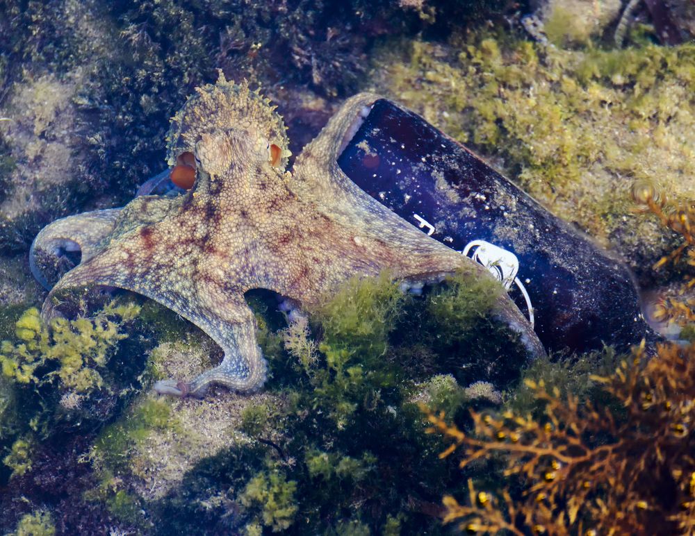 Photograph by Ömer Faidi