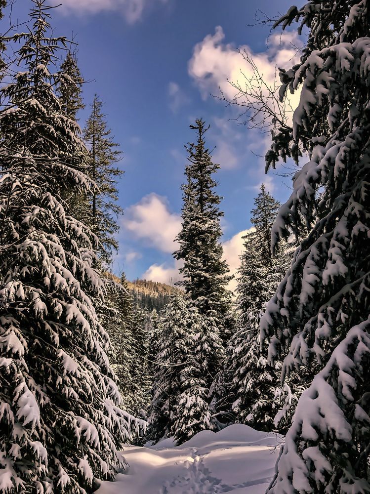 Photograph by Фаина Зеленая