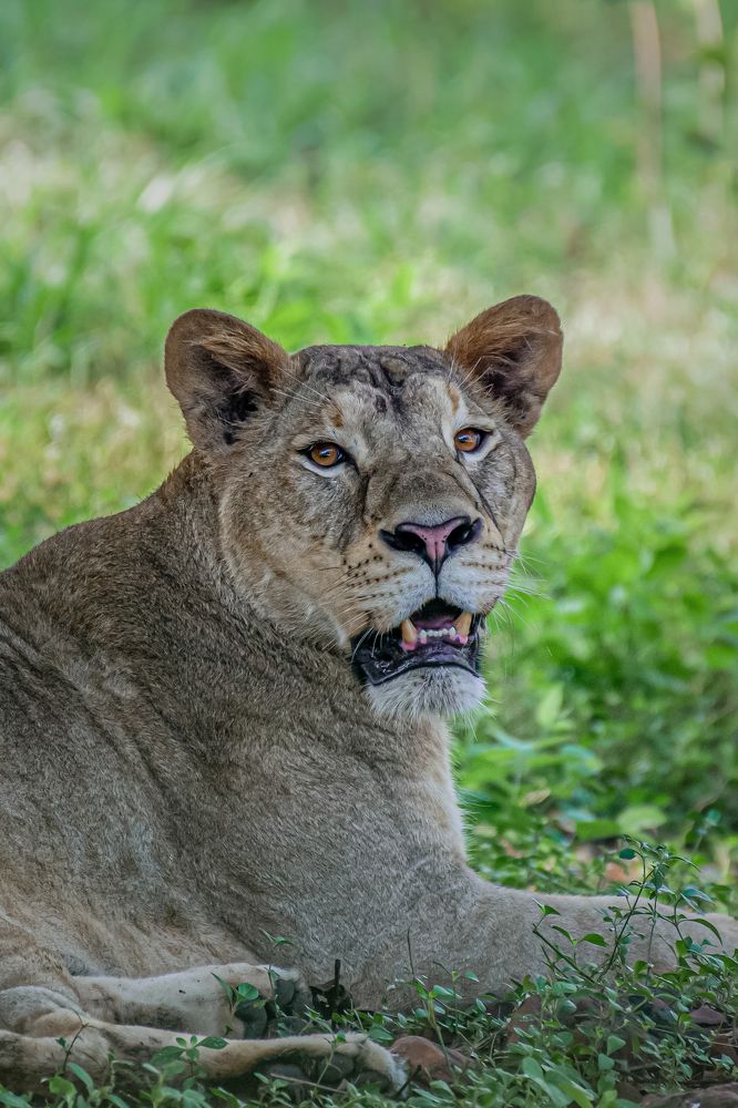 Photograph by Kshitij Patle