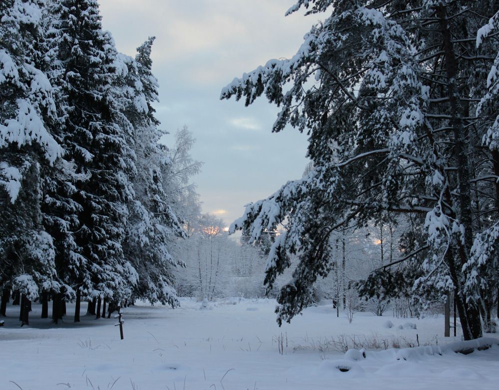 Зимнее утро