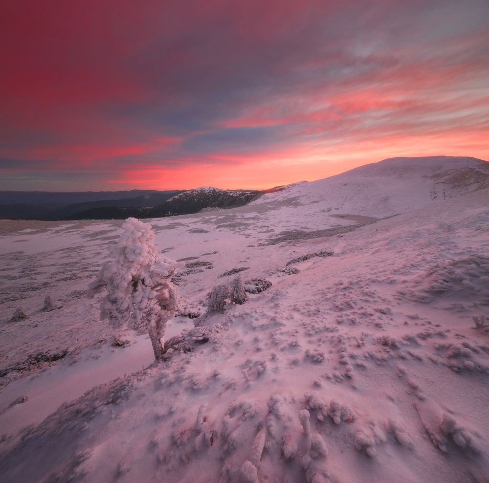 Роза ветров
