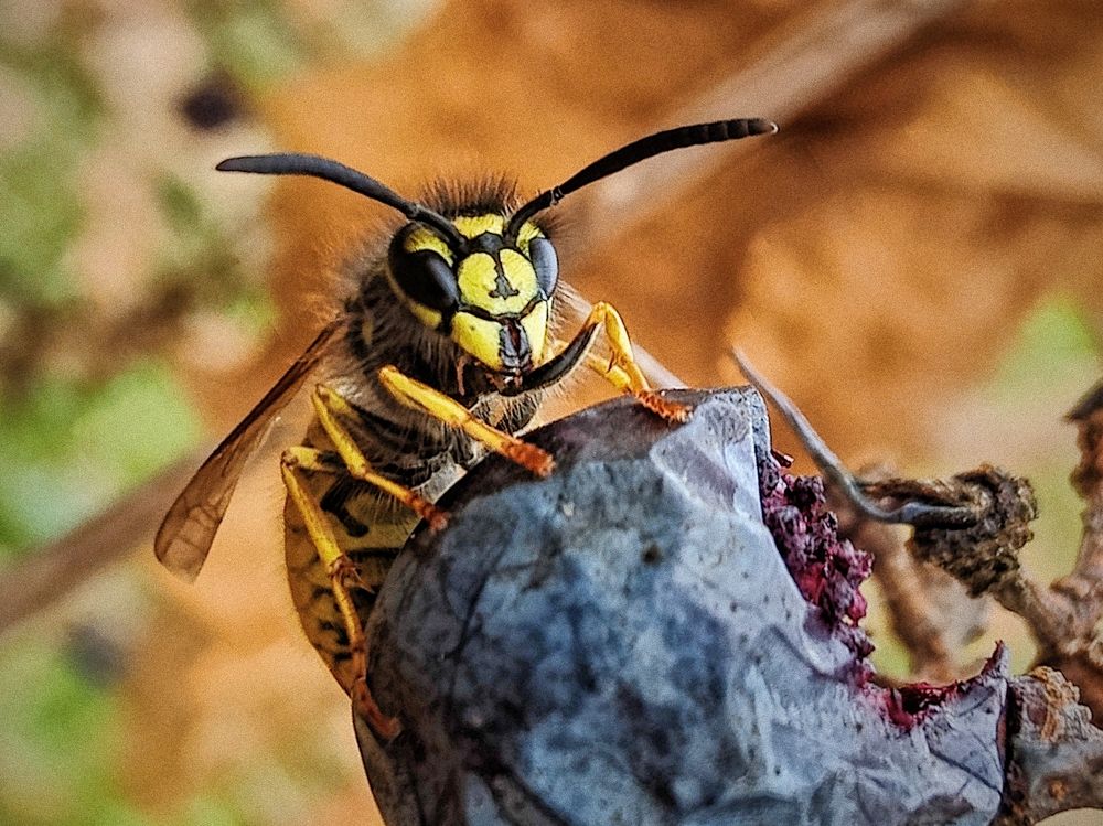 Attack on the grape kingdom.
