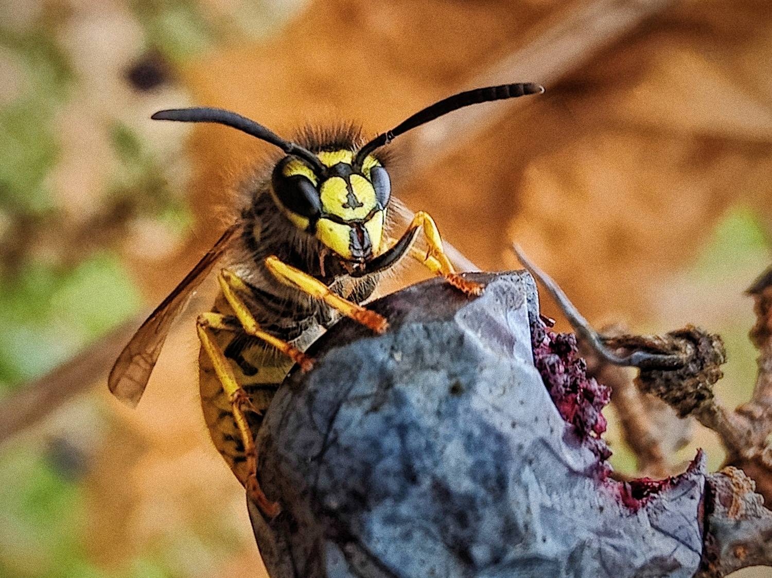 Attack on the grape kingdom.